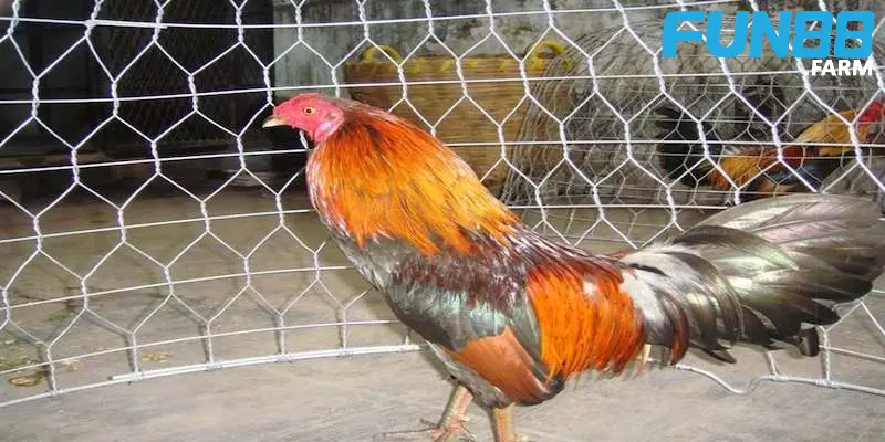 Cách Nuôi Gà Đá – Tin cần biết để có được chiến kê khỏe mạnh 4 2-luu-y-quan-trong-trong-cach-nuoi-ga-da