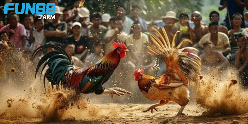 Anh Long - Chiến thắng 700 triệu cược đá gà Fun88! 2 Bổ sung kiến thức trong quá trình chơi
