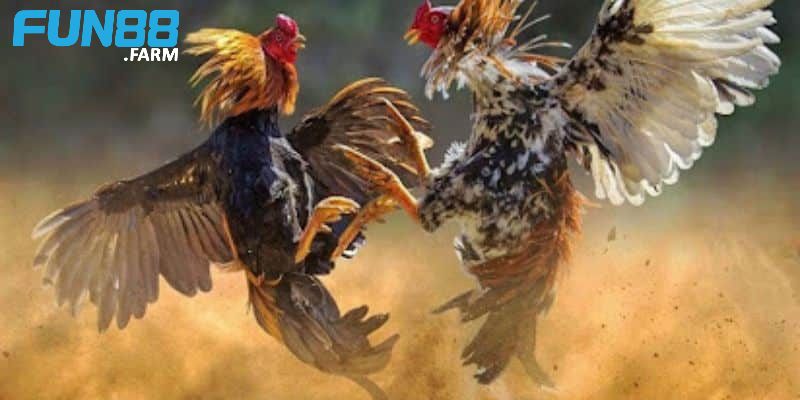Anh Long - Chiến thắng 700 triệu cược đá gà Fun88! 3 Luôn phải kiên nhẫn và kiểm soát bản thân