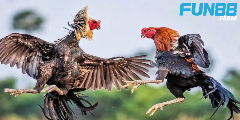Đá Gà Thomo - Sân chơi chọi kê hấp dẫn kiếm tiền khủng 3 cac-loai-hinh-thi-dau-ga-thomo