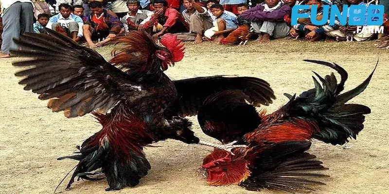 Đá Gà Thomo - Sân chơi chọi kê hấp dẫn kiếm tiền khủng 4 cac-loai-keo-trong-dau-ga-thomo