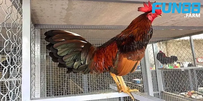 Cách Nuôi Gà Đá – Tin cần biết để có được chiến kê khỏe mạnh 3 che-do-phoi-nang-cho-ga-da-quan-trong-nhat