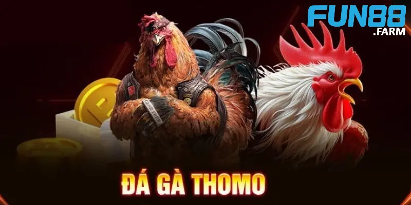 Đá Gà Thomo - Sân chơi chọi kê hấp dẫn kiếm tiền khủng 2 da-ga-thomo-la-mot-hinh-thuc-ca-cuoc-noi-tieng-tai-truong-ga-thomo