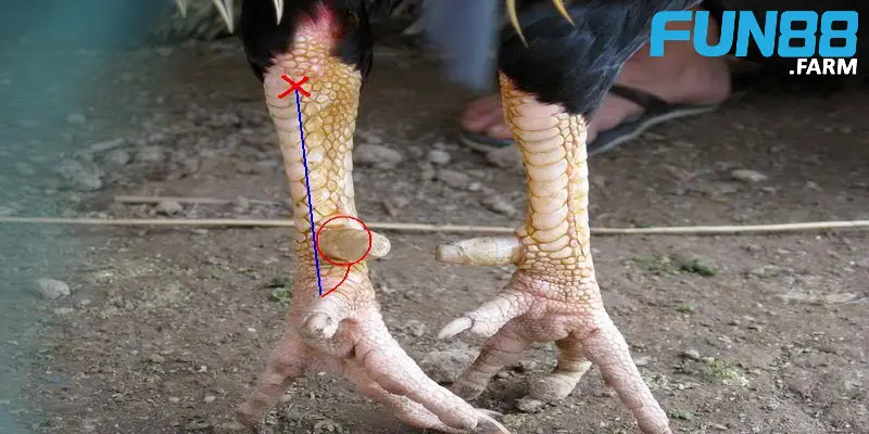 Cách lên cựa gà chọi đúng nhất mà các sư kê nên biết 3 huong-dan-cach-len-cua-ga-chuan-nhat