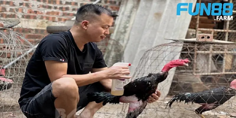 Cách Nuôi Gà Đá – Tin cần biết để có được chiến kê khỏe mạnh 2 nhung-khia-canh-quan-trong-trong-cach-nuoi-ga-da