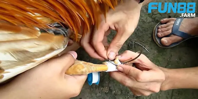 Cách lên cựa gà chọi đúng nhất mà các sư kê nên biết 2 thong-tin-cac-loai-cua-ga